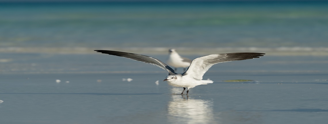 Gaviotas Cayo Santa María